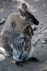 red necked wallaby with her joey