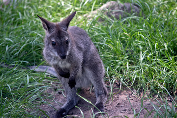 A joey red necked wallaby
