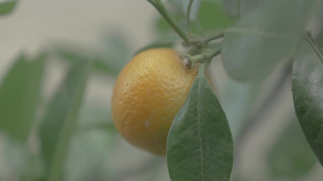 Kumquats, Cumquats
Lucky Fruit in Chinese Culture