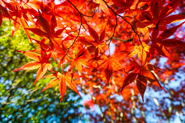  Autumn season colorful of leaves in Japan