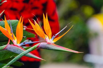 Strelitzia Reginae flower closeup (bird of paradise flower).
