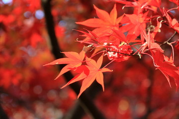 紅葉