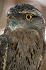 tawny frogmouth