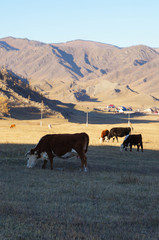 Cows at Karakol valley in Russia.