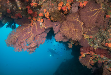 A scuba diver swims in the distance from red coral