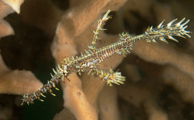 An ornate ghost pipefish up-close