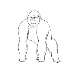 Illustration of a gorilla with four-legged posture