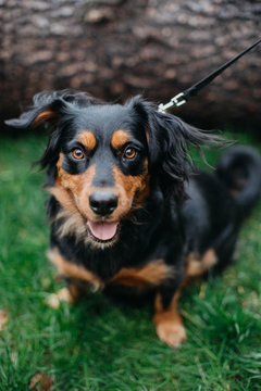 Cute Dog with Beautiful Flowing Fur!