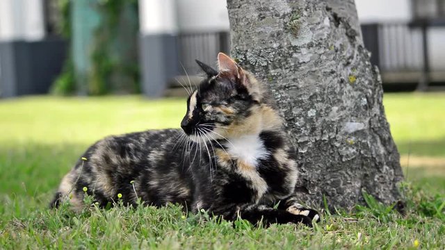 Female tortoise-shell cat checking out her surroundings while enjoying the shade under a tree.