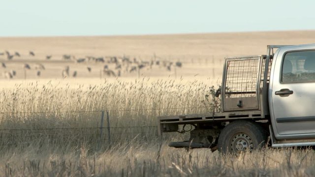 Working cattle dogs jumping out of a truck bed on a farm