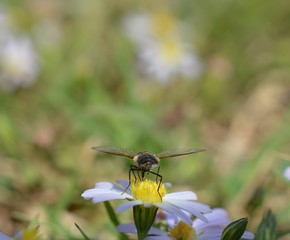 Macro photo of a flower fly (hover fly) on a tiny daisy flower