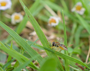 Macro photo of a flower fly (hover fly) on a blade of green grass 