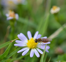Macro photo of a flower fly (hover fly) on a tiny daisy flower