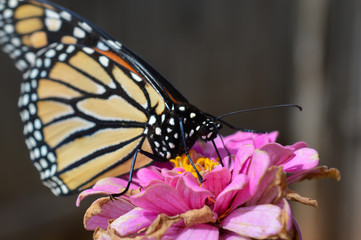 Monarch butterfly on a small flower