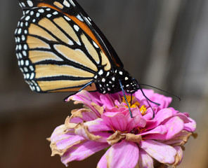 Monach butterfly on a small flower