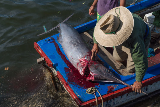 El pescador est&aacute; separando la cabeza del pez espada con mucha fuerza.