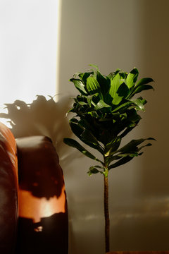 close-up of plant at home