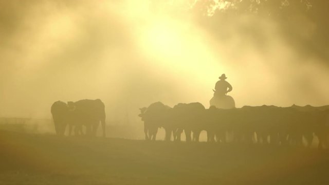 Cowboy wrangling cattle on a dry and dusty field at sunset