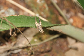 Grasshopper on a leaf