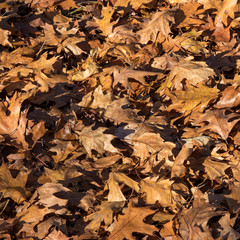 leaves