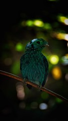 The green broadbill also known as the lesser green broadbill is a small bird in the broadbill family can be identified by its vibrant green plumage