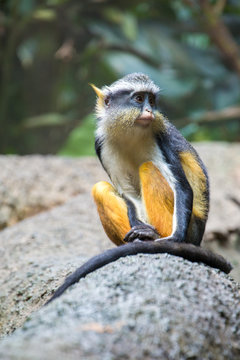 Wolf's Mona Monkey