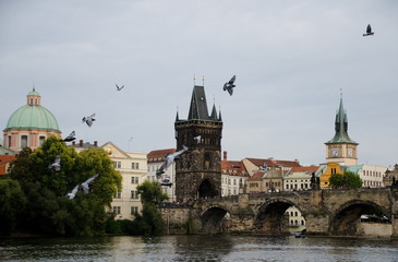Fototapeta premium Watching birds over Vltava near Charles bridge