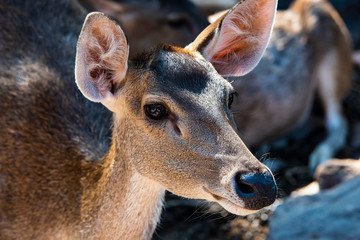deer in the zoo look for food