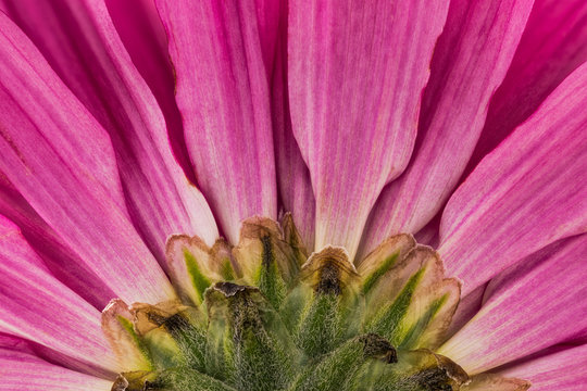 Purple mums flower, macro