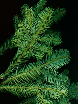 Pine Needles. Scanography