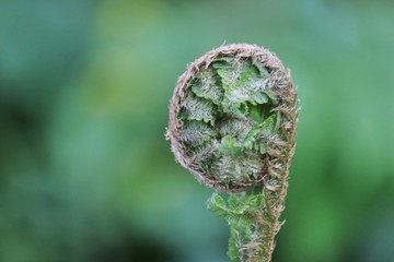 Closeup of a New Zealand fern frond 