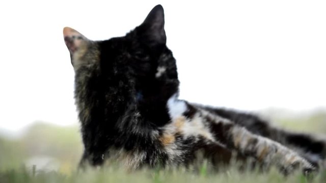 Female cat rolls over once.