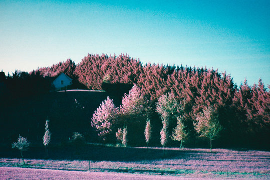 Tree wall in infrared