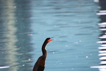 Title: Anhinga bird perched on wood piling in blue water lake.