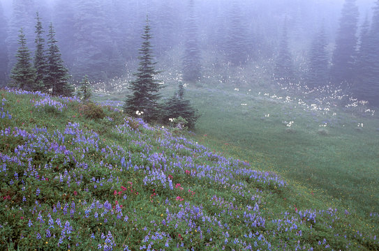Spring blooms in a mountain meadow of Mountain Rainier National Park.  The plants are beargrass (Xerophyllum tenax), lupine (Lupinus arctics) and paintbrush (Castilleja parviflora)