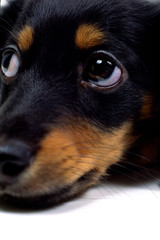 ミニチュアダックスの顔のアップ