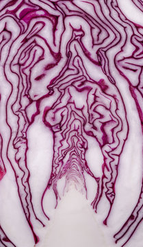 Red (purple) cabbage slice macro creating abstract pattern