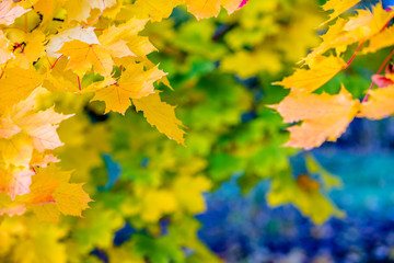 Autumn background-yellow maple leaves in the city Park 
