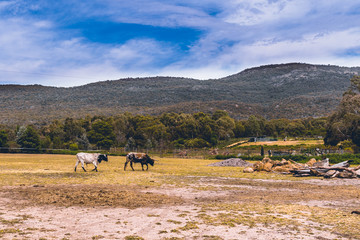 Animals in national park