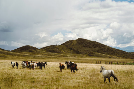 Horses in the steppe