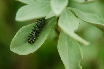 Black caterpillar with spines and orange eyes, insect feeding on green leaves in rainy weather