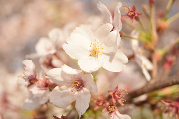 桜の花