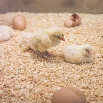 Incubator With Baby Chicks and Hatching Eggs