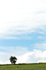 北海道美瑛・夏の風景