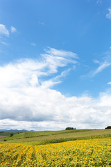 北海道美瑛・夏の風景