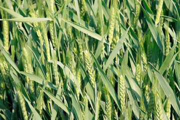 Obraz premium green wheat