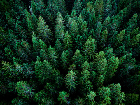 Aerial scene of the green woods of high mountains.