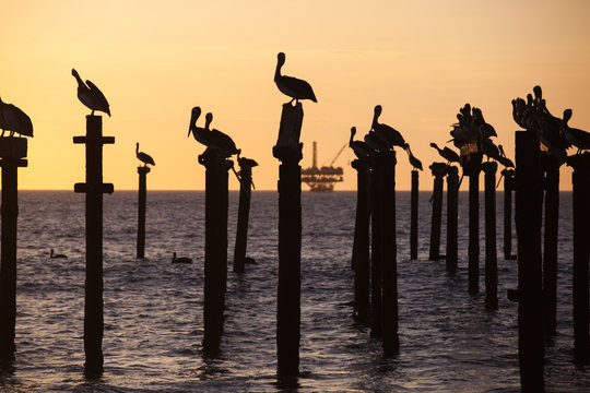 Pelicans sit on an abandoned pier as the sun sets