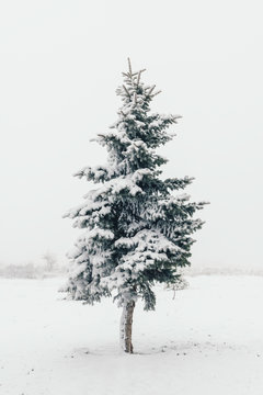 Snowy coniferous tree