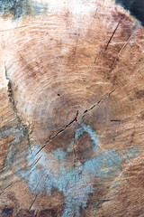 Close up of cross-Section of tree